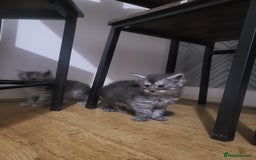 Maine Coon cats for sale:  TICA Registered Maine Coon Kittens Silver Tabby  - Image 10