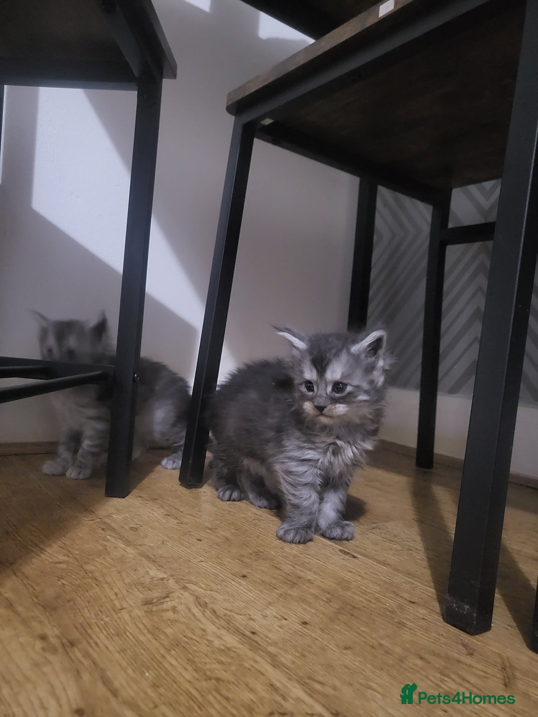 Maine Coon cats for sale:  TICA Registered Maine Coon Kittens Silver Tabby  - Image 10