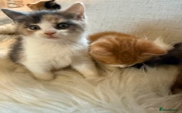 Mixed Breed cats for sale: Gorgeous kittens for sale  - Image 12