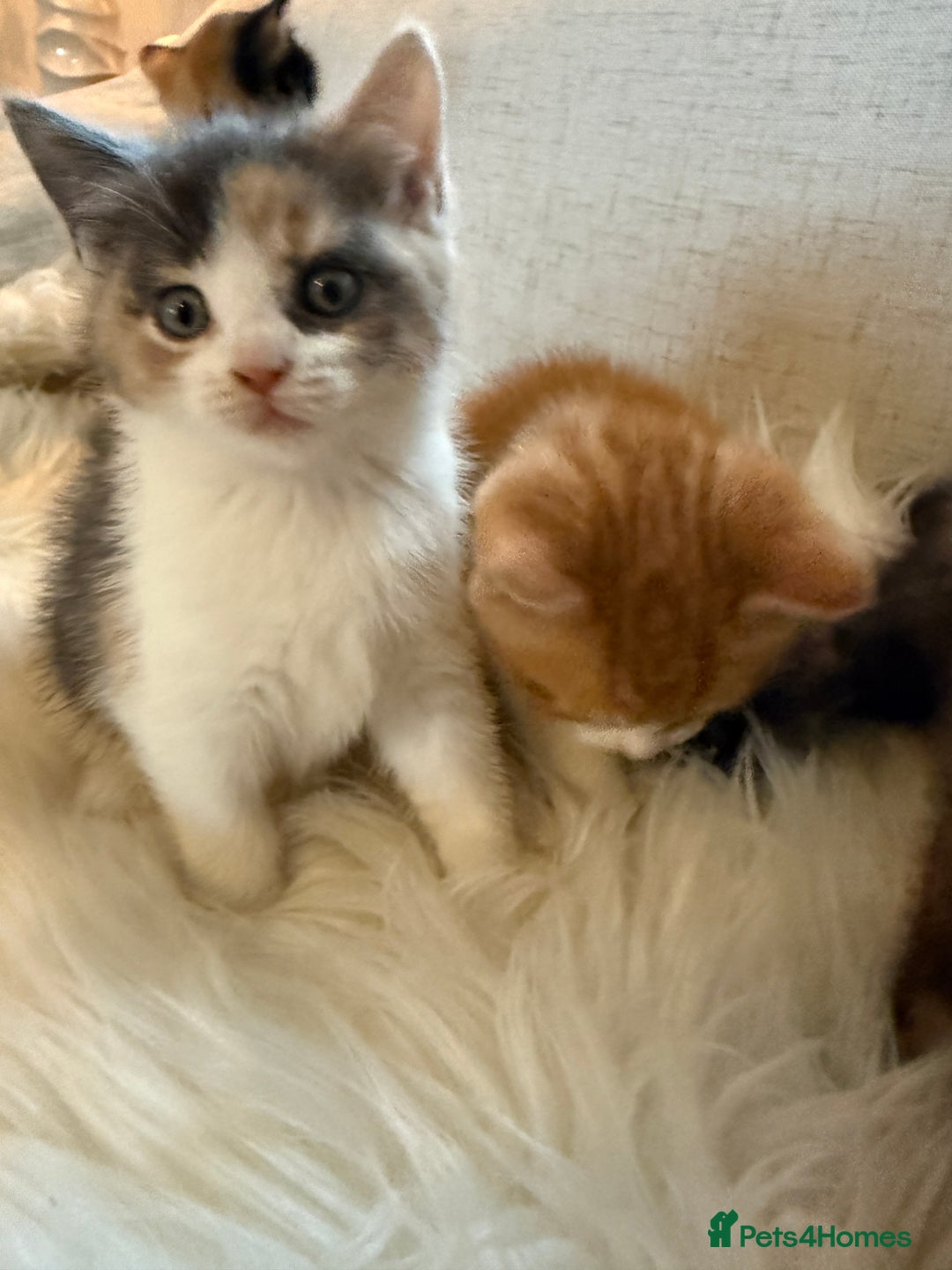 Mixed Breed cats for sale: Gorgeous kittens for sale  - Image 12