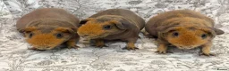 Guinea Pig rodents for sale: Skinny pig, werewolf and Baldwin youngsters/babies - Advert 3