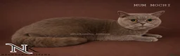 British Shorthair cats for sale: UPDATED PICS - GCCF REG BSH KITTENS - Advert 17