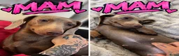 Miniature Dachshund dogs for sale: Beautiful isabella and tan miniture dachshunds  - Advert 2