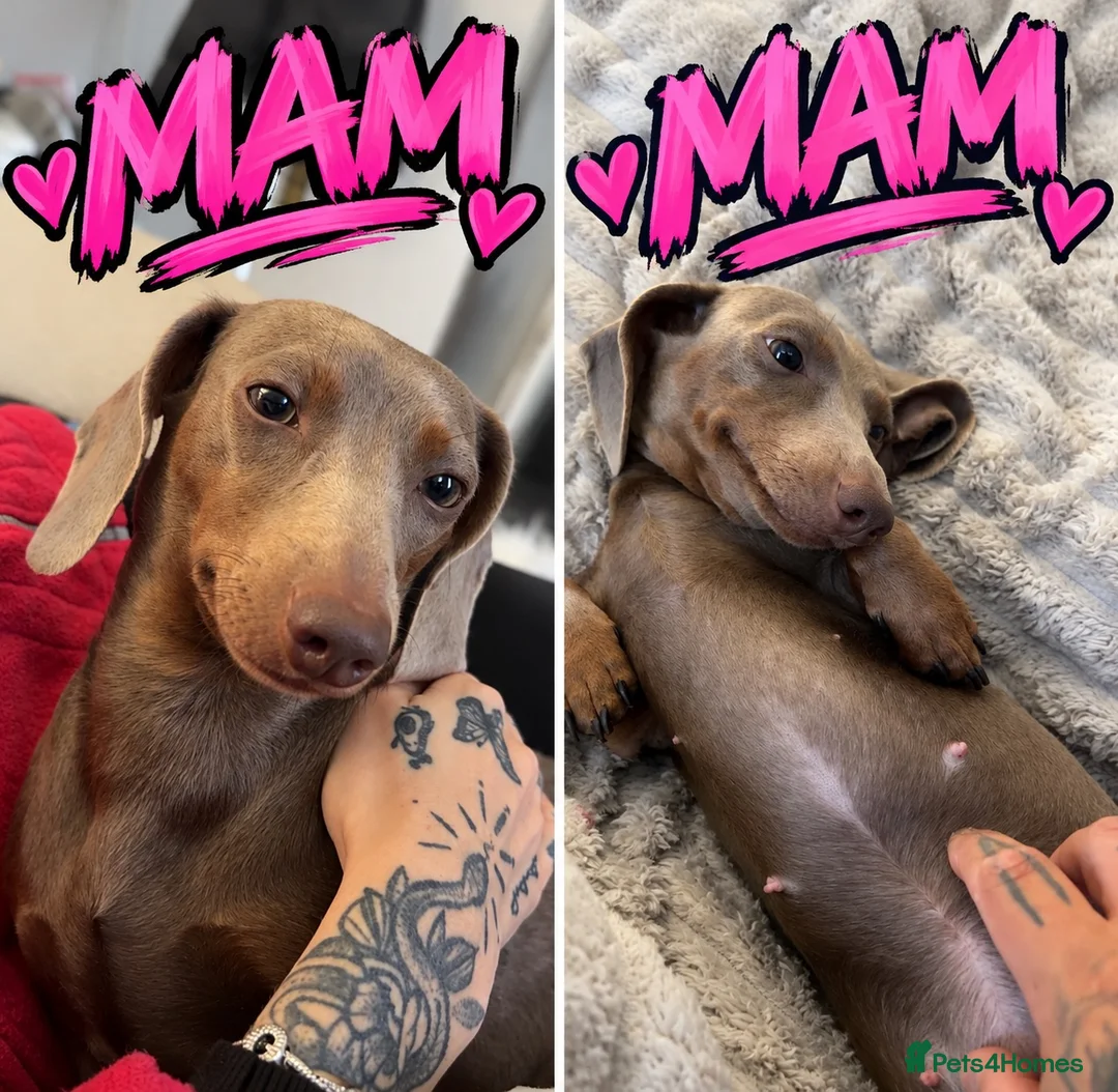 Miniature Dachshund dogs for sale: Beautiful isabella and tan miniture dachshunds  - Advert 2
