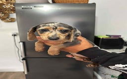 Miniature Dachshund dogs for sale: These 3 beautifull miniature dachshunds - Image 1