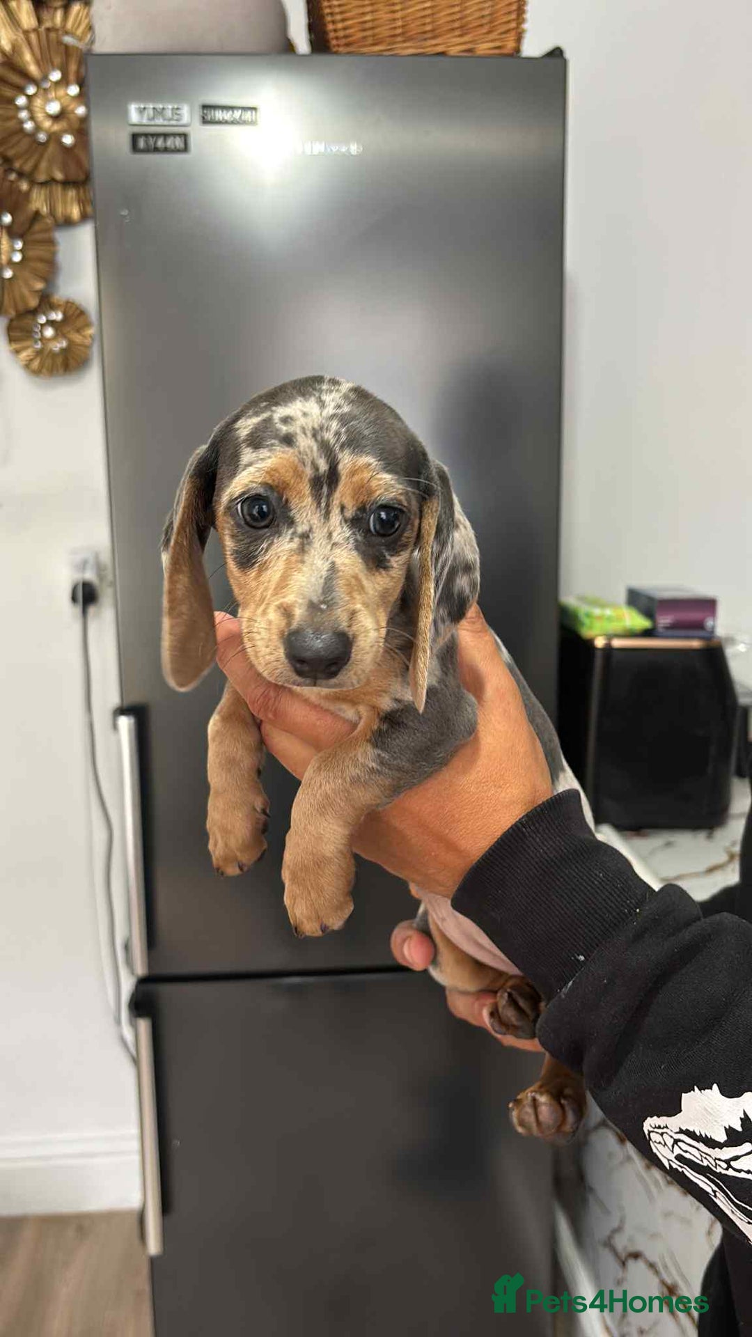 Miniature Dachshund dogs for sale: These 3 beautifull miniature dachshunds - Image 1