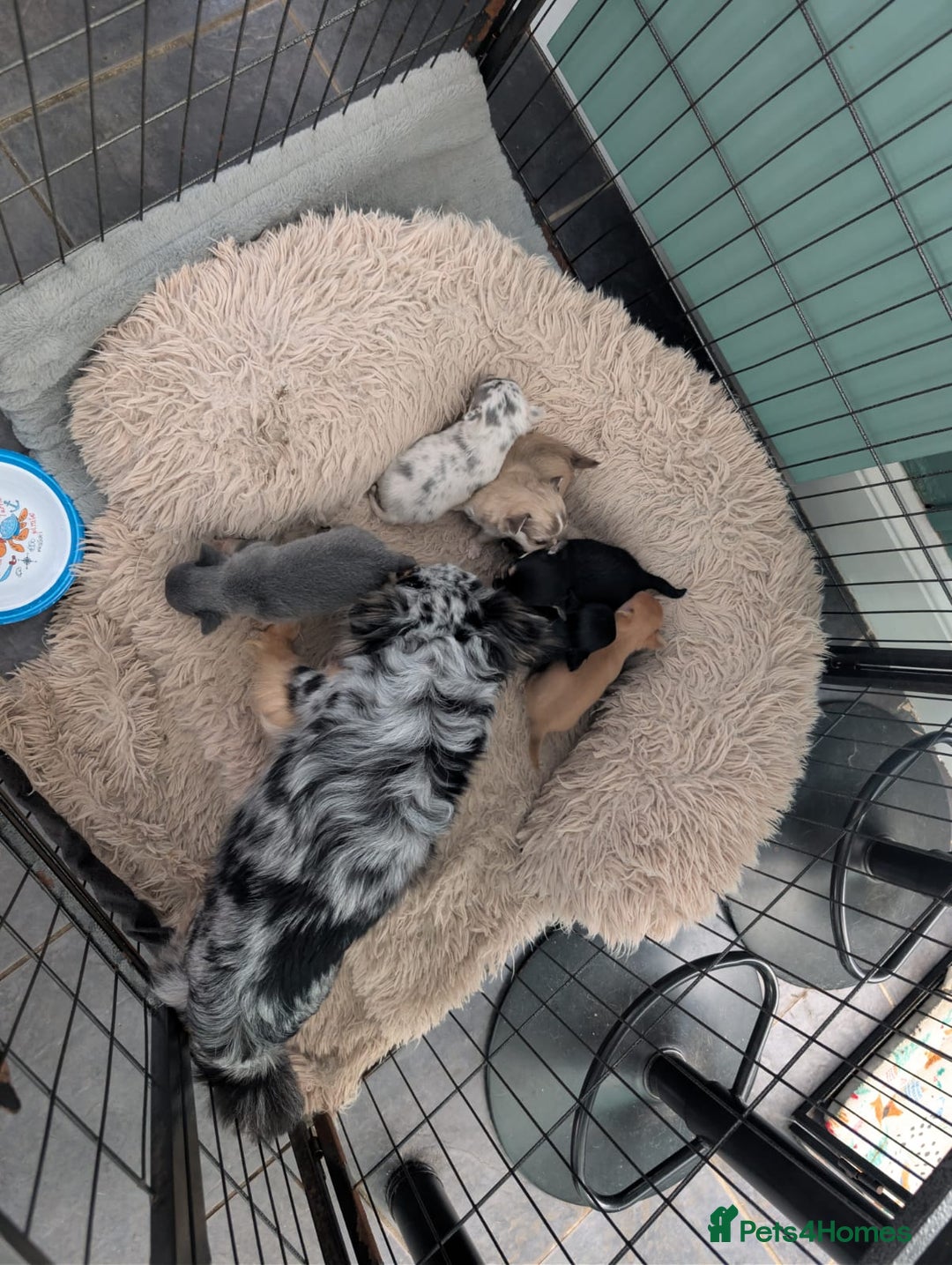 Chihuahua dogs for sale: GORGEOUS LONGHAIRED MERLE CHIHUAHUAS  - Advert 3