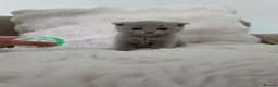 British Shorthair cats for sale: British Shorthair/Scottish Fold Kittens - Advert 10