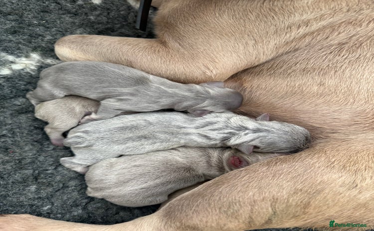 French Bulldog dogs KC Fluffy French bulldog puppies  - Advert 5