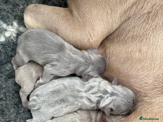 French Bulldog dogs KC Fluffy French bulldog puppies - Advert 3