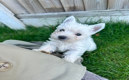 West Highland Terrier dogs for sale: West highland terrier puppies - Image 20