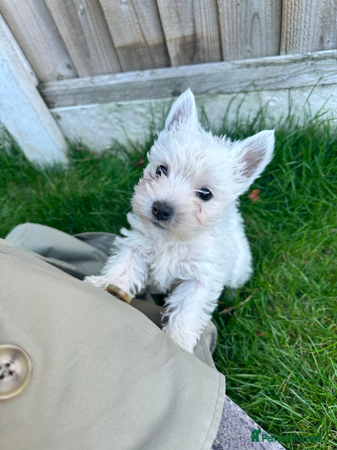 West Highland Terrier dogs for sale: West highland terrier puppies - Image 20