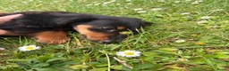 Miniature Dachshund dogs for sale: Beautiful KC reg long haired female  - Advert 5