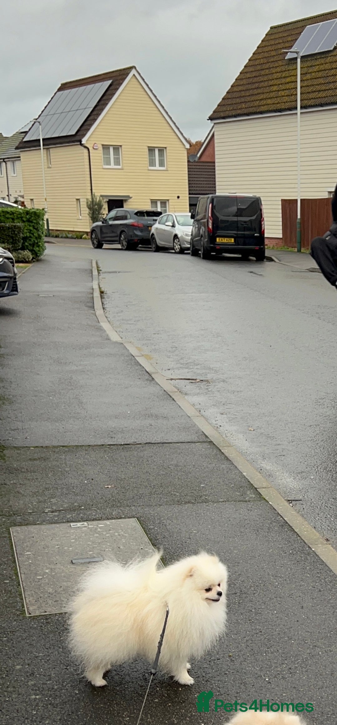 Pomeranian dogs for stud: Pomeranian Boy for Stud - Advert 4