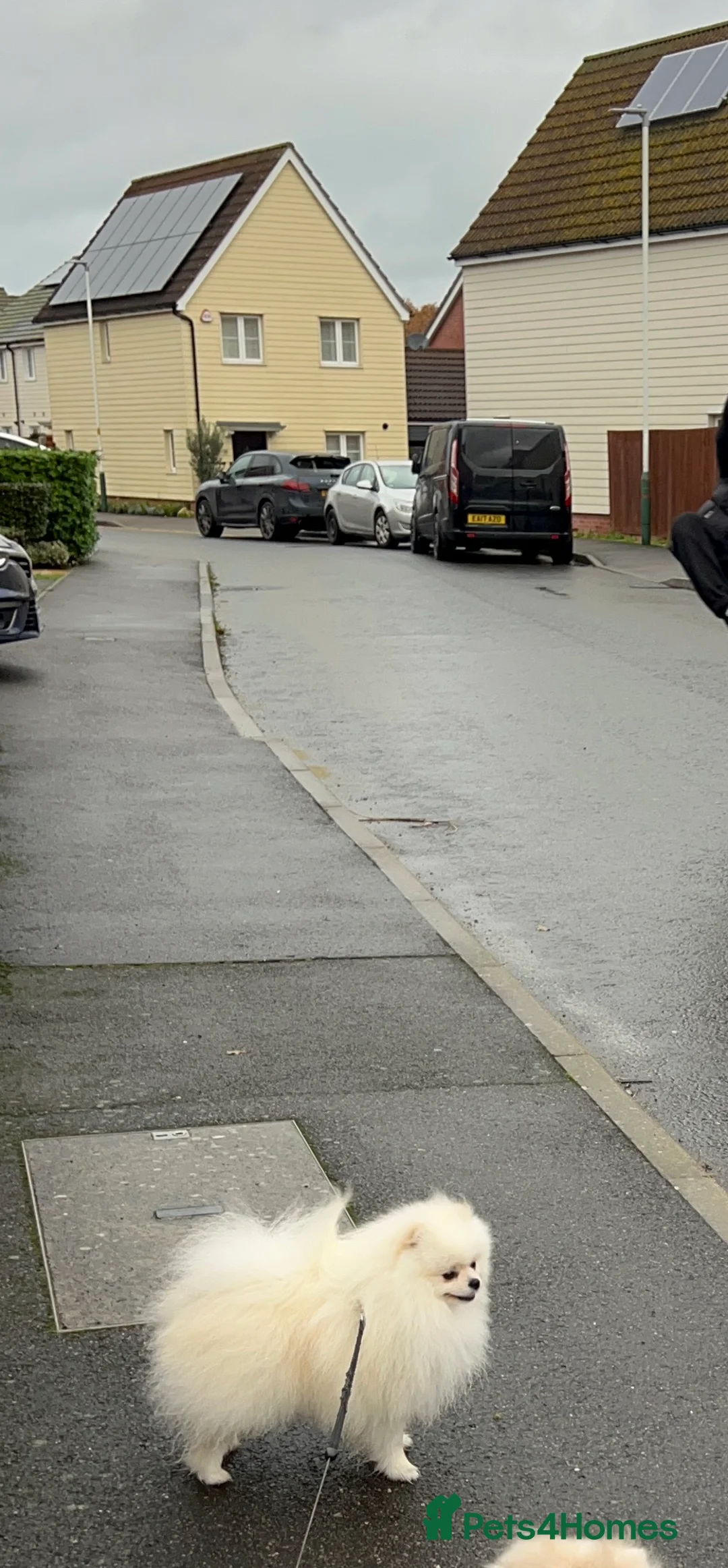 Pomeranian dogs for stud: Pomeranian Boy for Stud - Advert 4