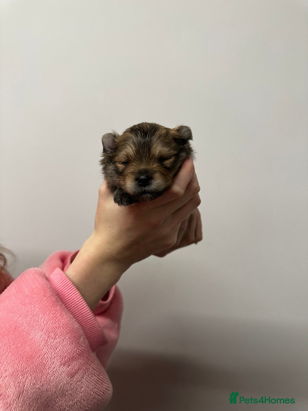 Pomeranian dogs for sale: GORGEOUS POMERANIAN PUPPIES 🐶🐶🐶🐶🐶 - Advert 26