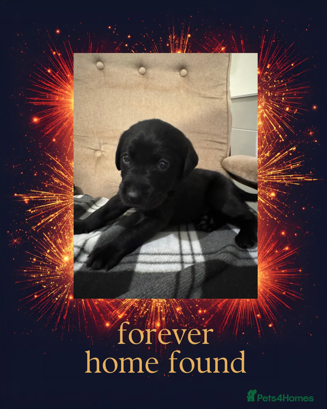 Labrador Retriever dogs for sale: 3 black females remaining – Labrador Retrievers - Advert 29