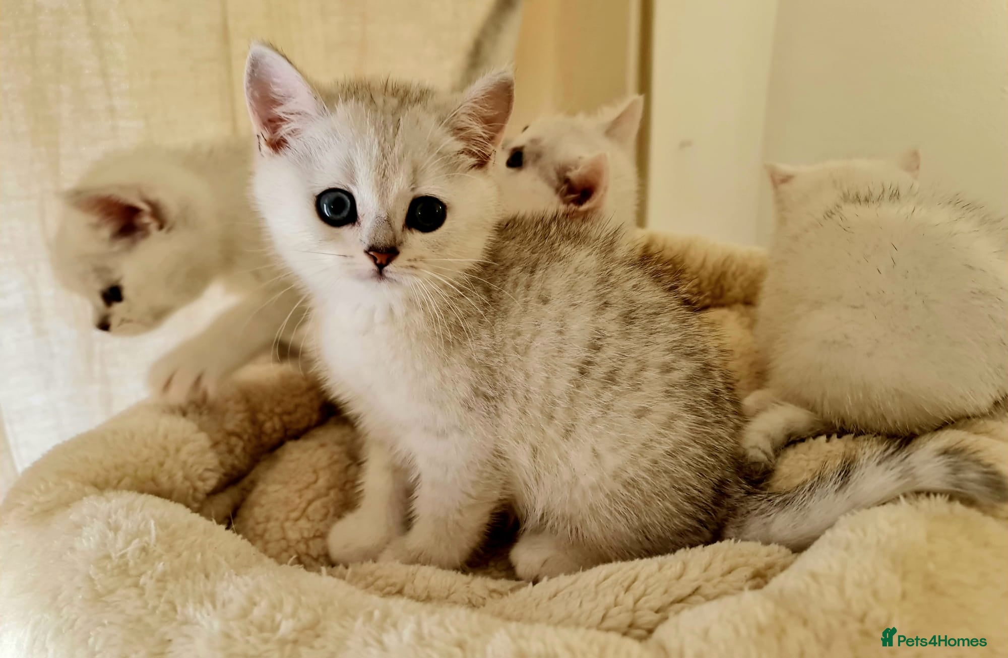 British Shorthair cats BRITISH SHORTHAIR KITTEN BLUE EYES  - Advert 2