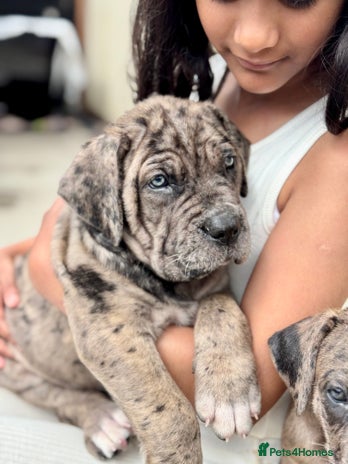 Mixed Breed dogs - Advert 4