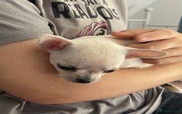 Chihuahua dogs for sale: KC Chihuahuas 🇬🇧 bloodlines 🌟🌟🌟🌟🌟 - Image 9