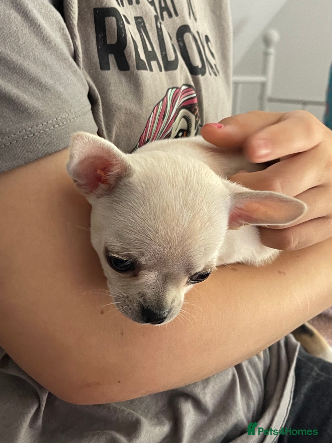 Chihuahua dogs for sale: KC Chihuahuas 🇬🇧 bloodlines 🌟🌟🌟🌟🌟 - Image 9