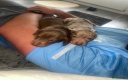 Miniature Dachshund dogs for sale: Last boy(Miniature Dachshunds)  - Image 6