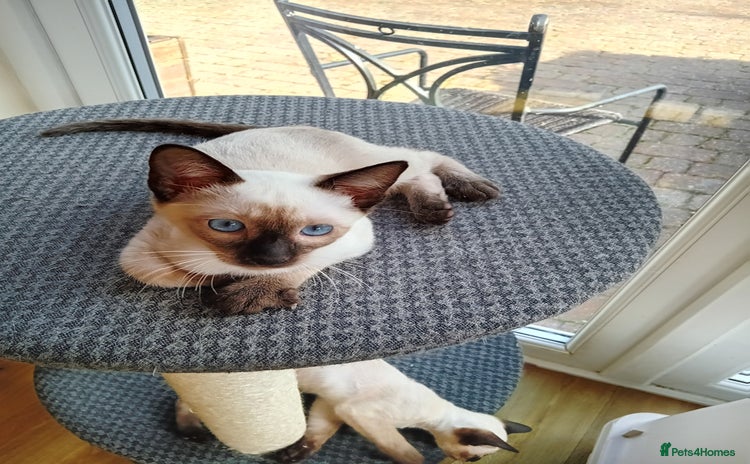 Siamese cats - Advert 1