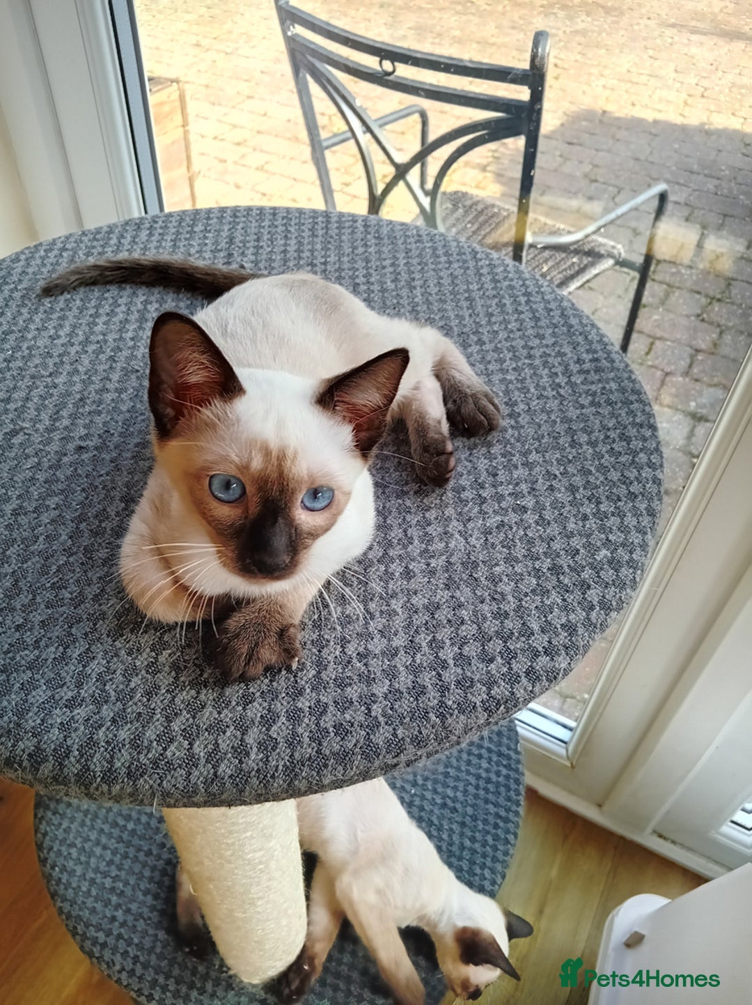 Siamese cats for sale: Traditional Siamese boy kitten - Image 1