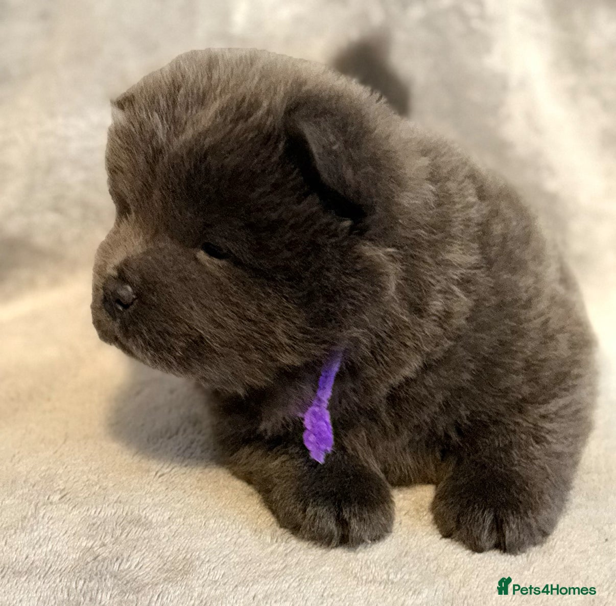 Chow Chow dogs KC Reg Chow Chow Puppies  - Advert 3