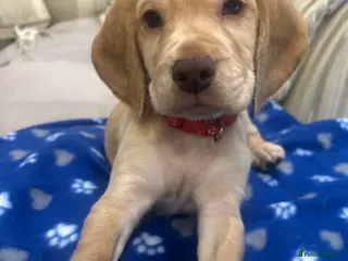 Cocker Spaniel dogs Cocker spaniel puppy’s - Advert 12