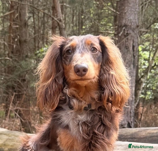 Miniature Dachshund dogs Miniature Dashchund  available for stud in Windsor - Advert 3
