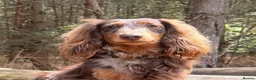 Miniature Dachshund dogs for stud: Miniature Dashchund  available for stud in Windsor in Windsor - Advert 1