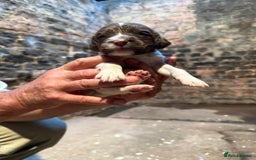 English Springer Spaniel dogs for sale: 2 Lovely Male Springer Spaniels - Image 28