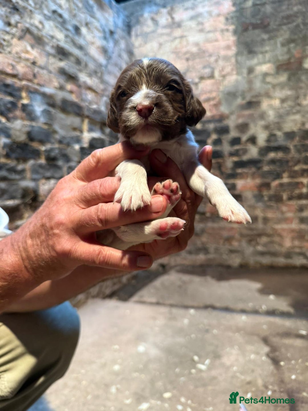 English Springer Spaniel dogs for sale: 2 Lovely Male Springer Spaniels - Image 28