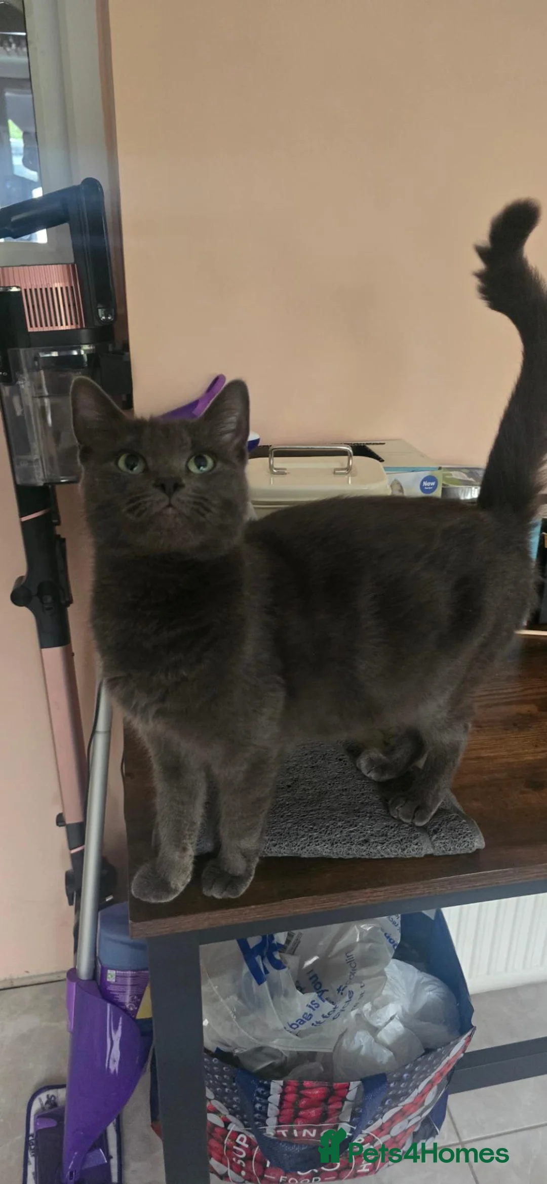 Mixed Breed cats for sale: 🐱 Beautiful Kittens for Sale – 3 Boys and 1 Girl! - Advert 7