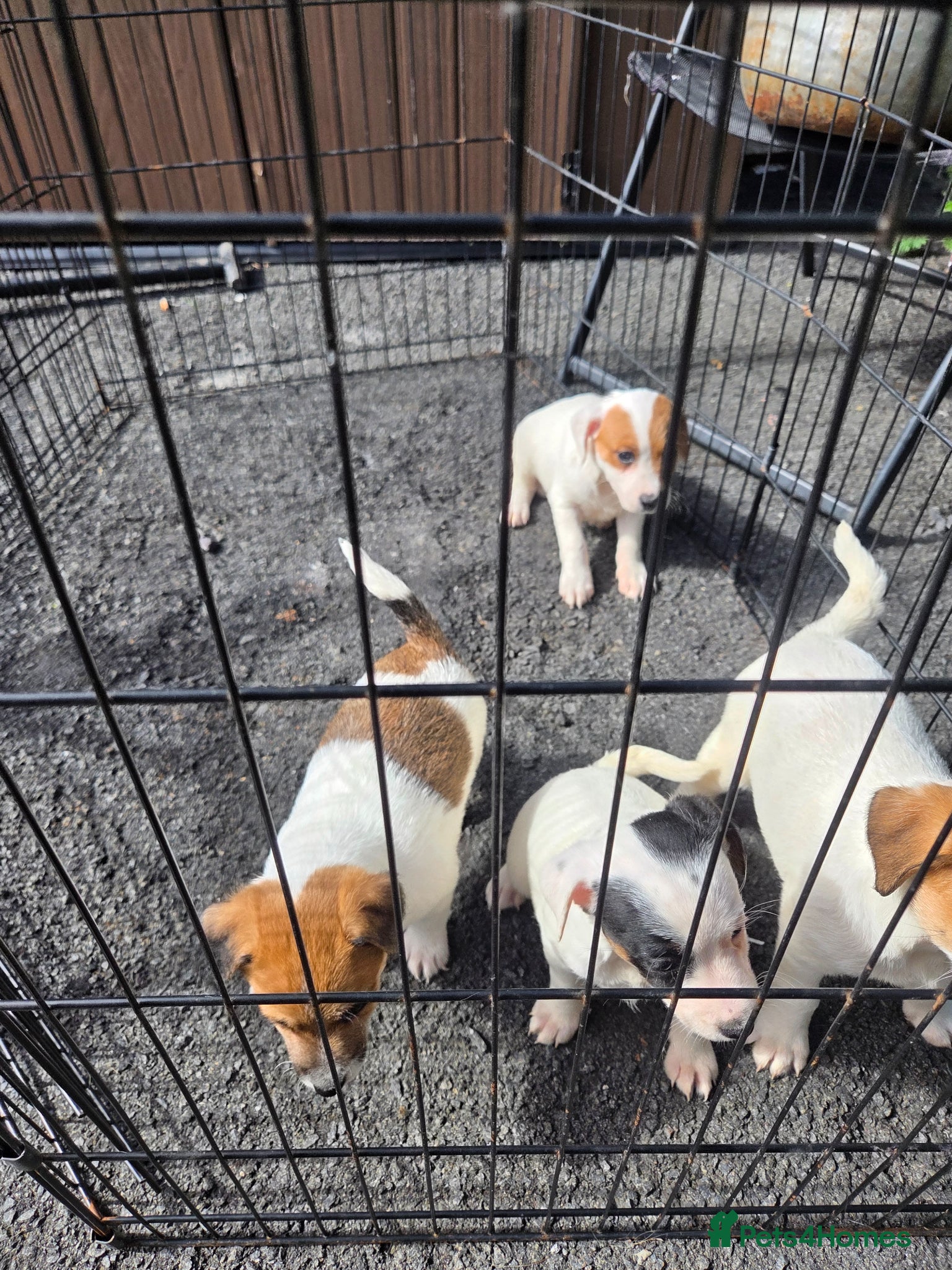 Jack Russell dogs Jack russell pups  - Advert 3