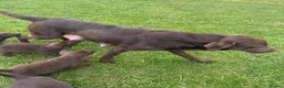Labrador Retriever dogs for sale: KC chocolate Labrador puppies for sale - Advert 2