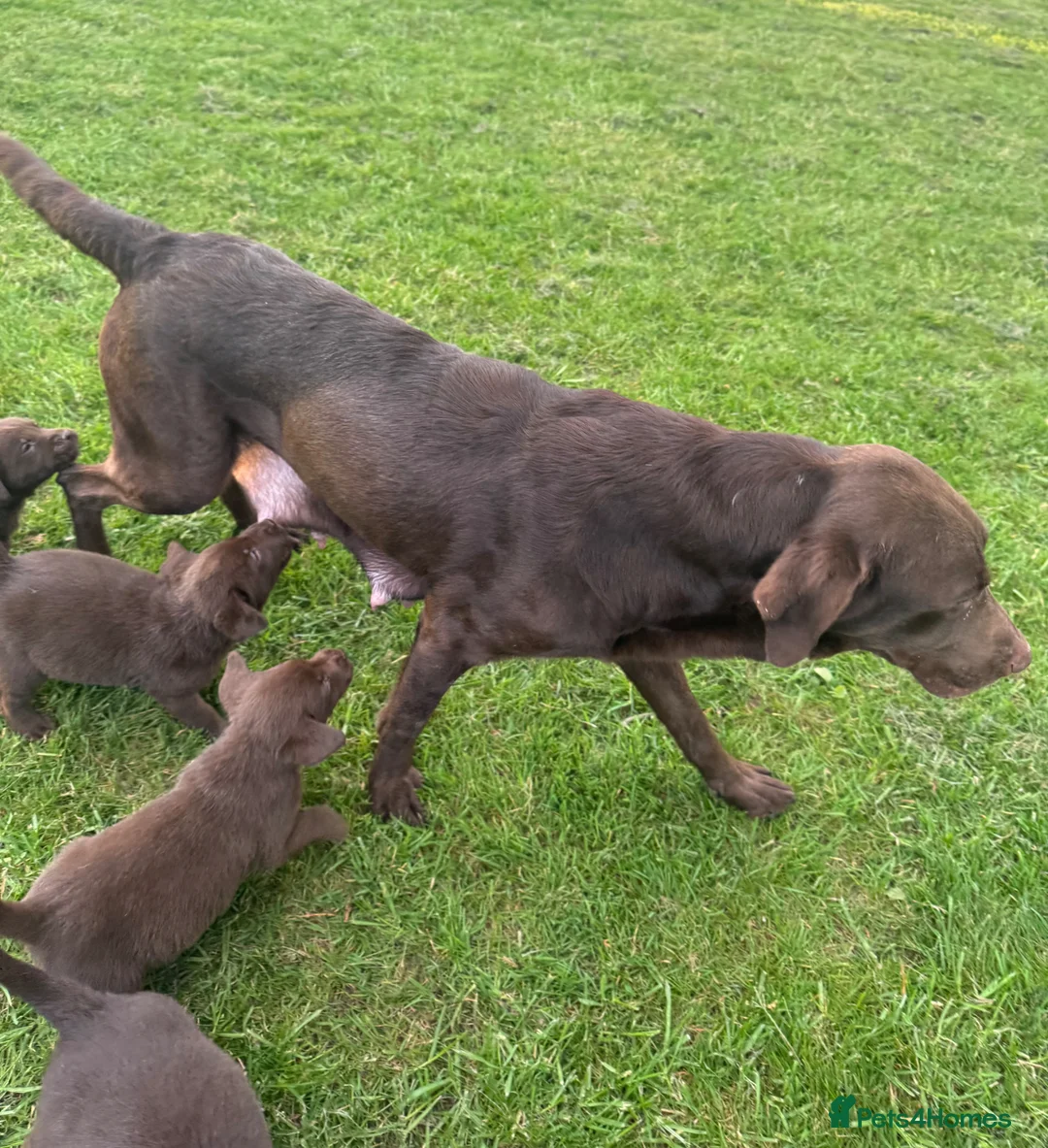 Labrador Retriever dogs for sale: KC chocolate Labrador puppies for sale - Advert 2