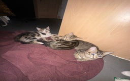 Mixed Breed cats for sale: 3 beautiful tabby’s - Image 11