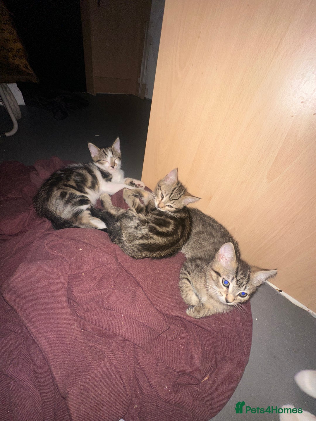 Mixed Breed cats for sale: 3 beautiful tabby’s - Image 11