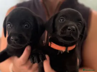 Labrador Retriever dogs Black Labrador puppies - Advert 1