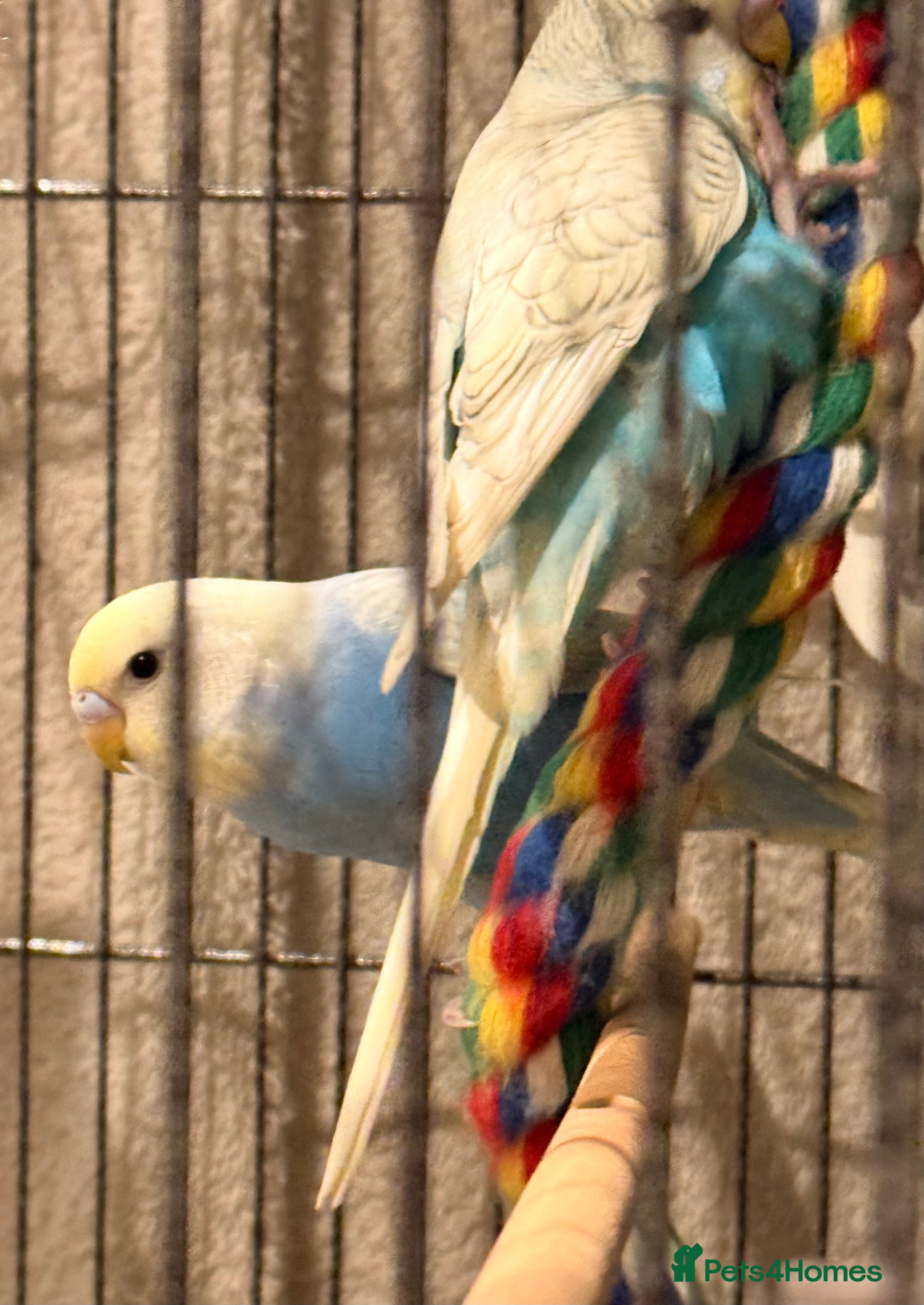 Budgerigars birds Bonded Pair of budgies 3 months old  - Advert 15