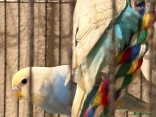 Budgerigars birds Bonded Pair of budgies 3 months old - Advert 15