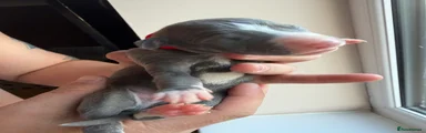 Red collar 