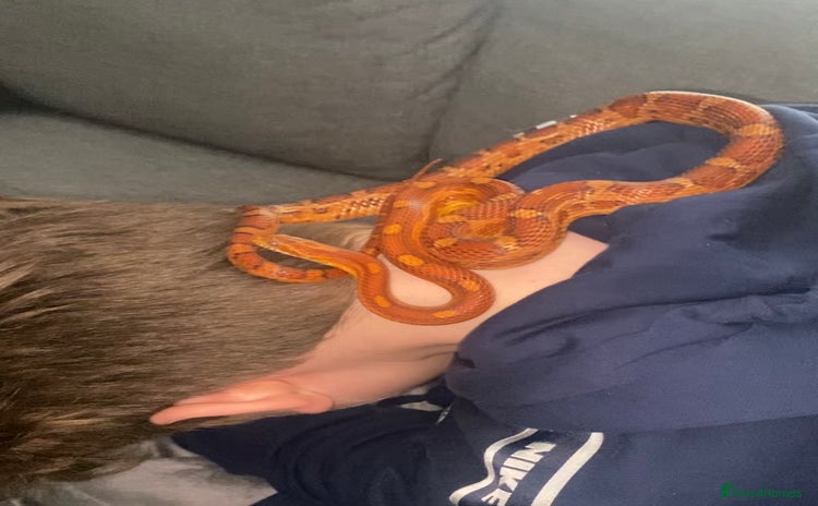 Corn Snake reptiles - Advert 1