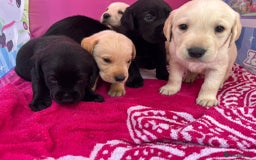 Labrador Retriever dogs for sale: Labrador puppies  - Image 5