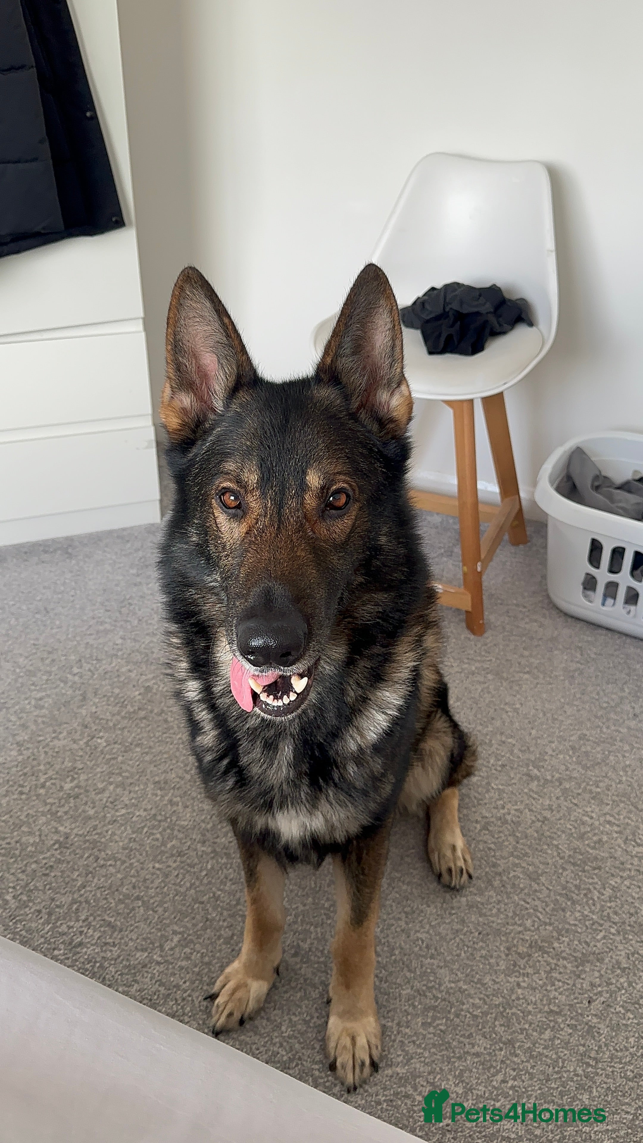 German Shepherd dogs Beautiful Male German Shepherd  - Advert 5