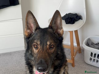 German Shepherd dogs Beautiful Male German Shepherd - Advert 1