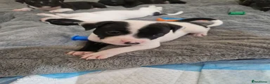 Staffordshire Bull Terrier 1