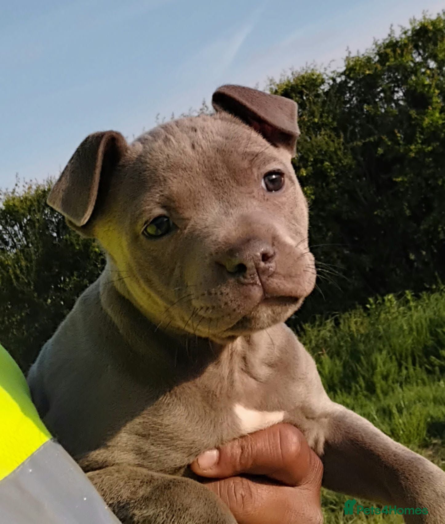 Staffordshire Bull Terrier dogs STUNNING Staffordshire bull terrier puppies - Advert 11